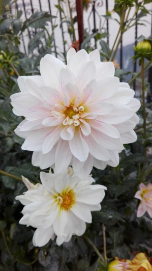 psicologa zaragoza.jpg